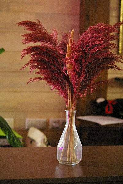 Alyones Büyük Demet Pampas Koyu Fuşya 100cm Boyunda 8'li