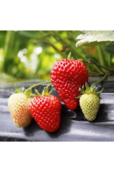 Ucuzluk Diyarı 10 Adet Albion ( Yediveren ) Çilek Fidesi Açık Kök Frigo Ve Ta...