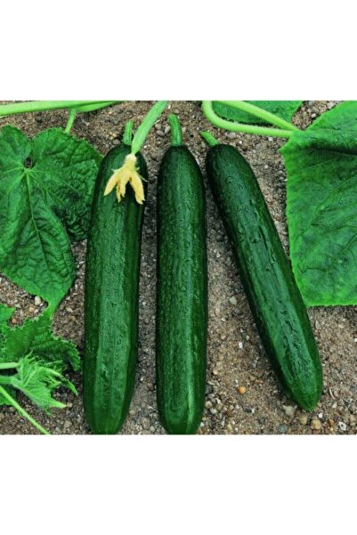 EvveBahce Kokulu Çok Verimli Geleneksel Alpha Salatalık (hıyar) Fidesi (5 Adet)