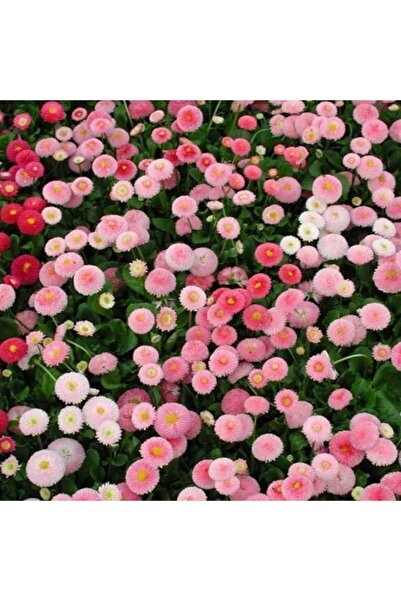 EvveBahce Katmerli Ponpon Colour Ingiliz Çayır Papatyası Çiçeği Tohumu(100 To...