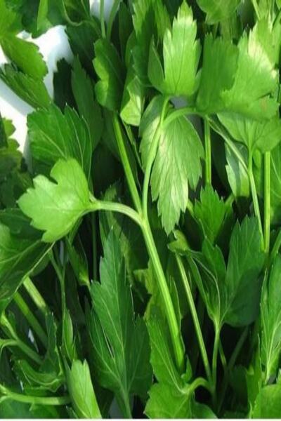 EvveBahce Geleneksel Doğal Toros Geniş Iri Yapraklı Maydanoz Fidesi (5 Adet)