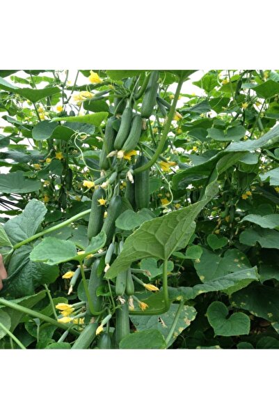 EvveBahce Yüksek Verimli Bol Dökümlü Sırık Konak Salatalık (hıyar) Fidesi (5 ...