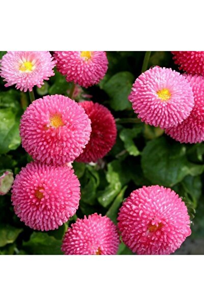 EvveBahce Super Gül Renginde Ponpon Ingiliz Çayır Papatyası Çiçeği Tohumu(50 ...