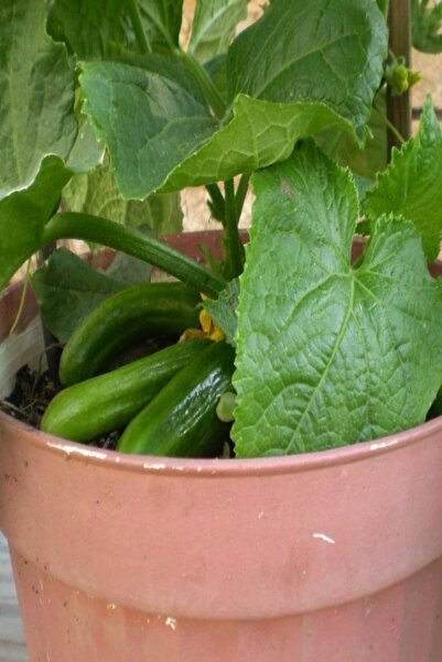 EvveBahce Bol Dökümlü Leziz Oturak Salatalık (hıyar) Fidesi (5 Adet)