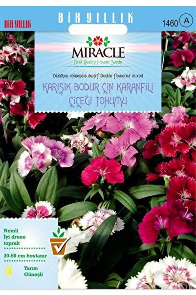 Genel Markalar Miracle Karışık Renkli Bodur Çin Karanfili Çiçeği Tohumu (100 ...