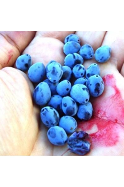 Miracle Tohum Sert Soğuklara Dayanıklı Doğak Karamuk Karamık Ağacı Meyvesi To...