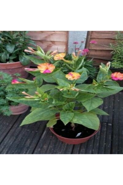 Miracle Tohum Rose Love Akşam Sefası Çiçeği Tohumu(20 Tohum)