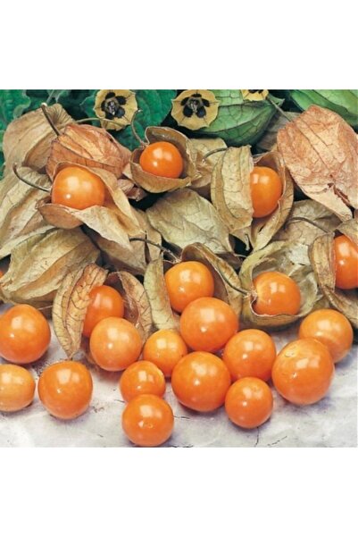 E-fidancim Jumbo Mayhoş Şifalı Altın Çilek Yer Kirazı Fidesi (2 Adet)