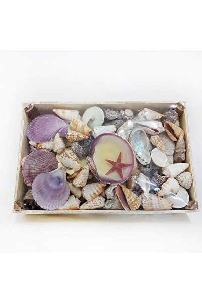 evinizdeki okyanus esintisi turkuaz hediyelik Kasa Sepet Kabuk