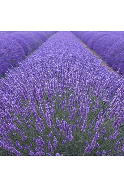 Genel Markalar 60 Adet Lavanta Açık Kök Angustifolia Fidanı Fidesi