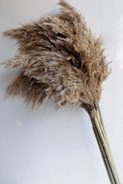 Mimozaçiçek Naturel Renk Kuru Çiçek Pampas 7 Adet 120 cm