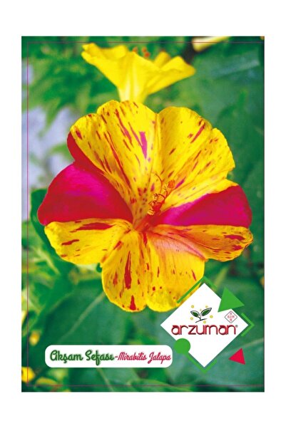 Arzuman Tohum Arzuman Akşam Sefası Tohumu 25 Adet