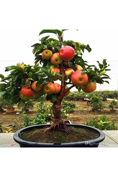 Tohumcumm Bodur Bonsai Elma Ağacı Tohumu Elma Tohumu 5 Tohum