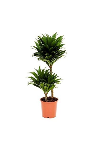 BİTKİ TASARIMI Dracaena Compacta