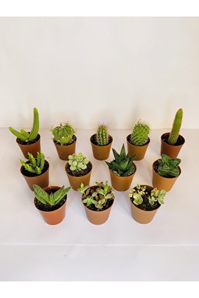 Bizim Bahçe 12 Adet Kaktüs Sukulent Karışık Set