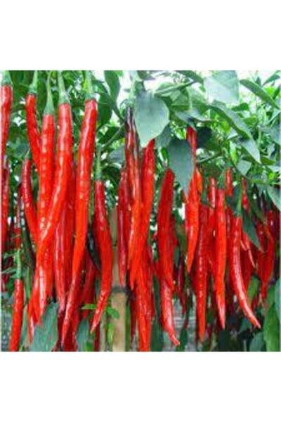 Köy Tohumları 200 Adet Tohum Eko Paket Şili Biberi Tohumu Çok Acı Chili Biber...
