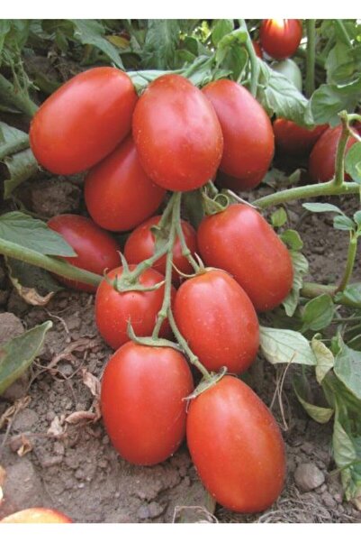 Köy Tohumları 100 Adet Tohum Çerez Domates Tohumu Atıştırmalık Domates Tohumu...