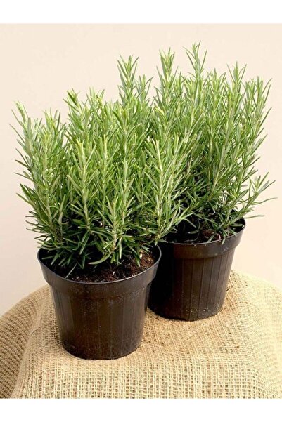 Köy Tohumları 100 Adet Tohum Biberye Tohumu Rosmarınus Biberiye Tohumu Saksı ...