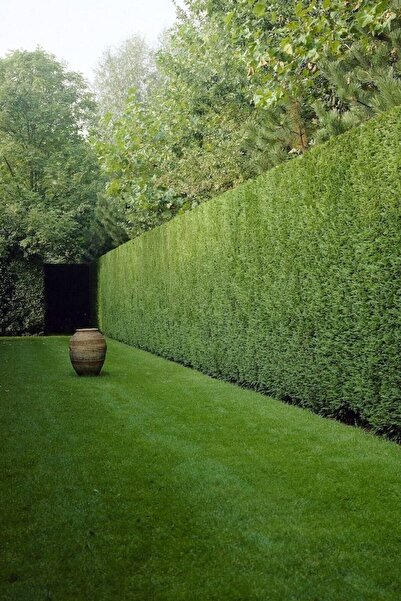 Köy Tohumları 100 Adet Tohum Çit Mazı Tohumu Çit Mazısı Tohumu Mazı Fidan Toh...