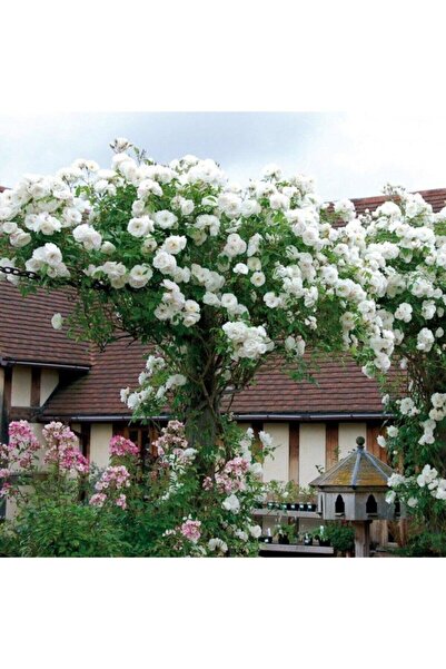 Köy Tohumları 10 Adet Tohum Nadir Beyaz Sarmaşık Gül Tohumu Bahçe Gülü Organi...