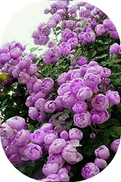 SARI TARIM Gül Fidanı Mor Saksılı Kokulu Yediveren Sarmaşık