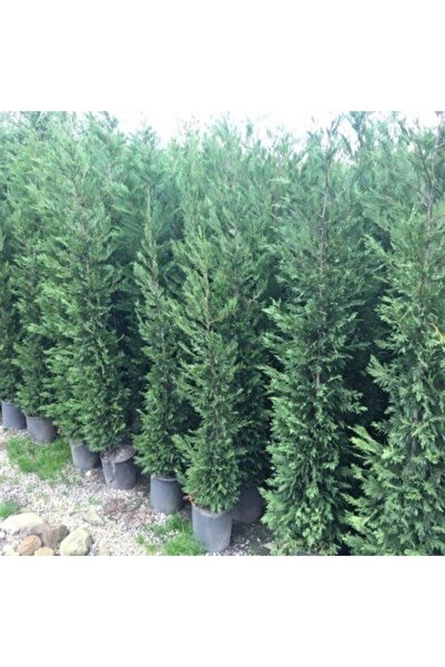 Genel Markalar Tüplü Leylandi Fidanı 50-70 cm