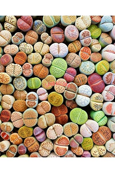 SAHRAFLORA Kaktüs - Taş Kaktüs - Lithops ( Karışık 30'lu Yetişkin Set )