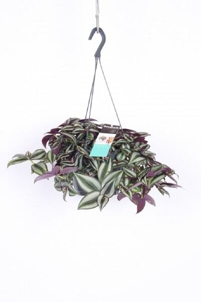 Berceste Peyzaj tasarım Telgraf Çiçeği Askılı Saksı Tradescantia Zebrina Çiçeği