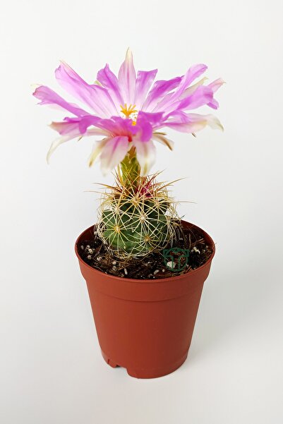Toptan Kaktüs Thelocactus Bicolor Özel Tür Kaktüs 5.5 Cm Saksıda