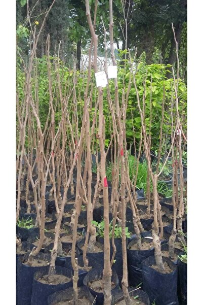 HESABOĞLU ÇİÇEKÇİLİK Çikolata Hurma Fidanı 3 Yaş 150 cm Üzeri