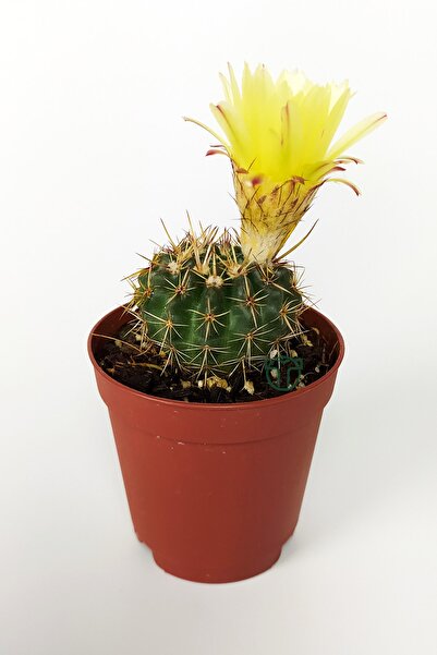 Toptan Kaktüs Notocactus Summammulasus Nadide Özel Tür Kaktüs Nadir Kaktüs 5....