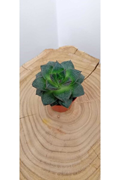 SMY HOBİHANEM Echeveria Purpusorum Kaktüs&sukulent - 5,5 Cm Saksıda
