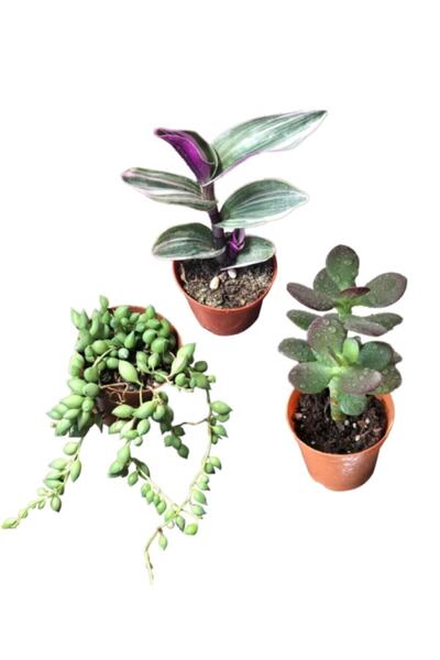 SOcactus Para Ağacı Çiçeği - Tespih Çiçeği - Tradescantia Zebrina Kaktüs Suku...