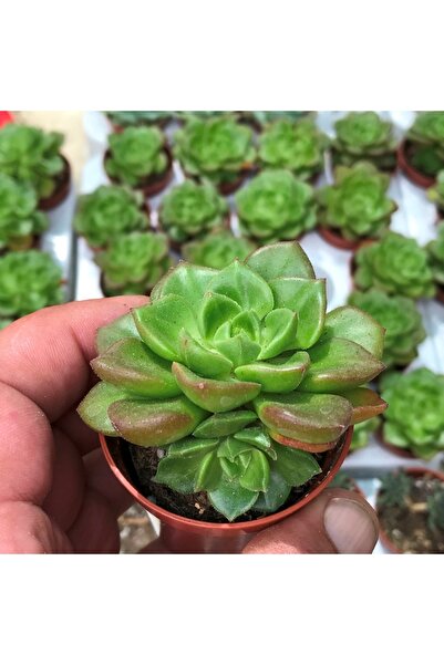 cantropikal Echeveria Emerald Ripple - Sukulent