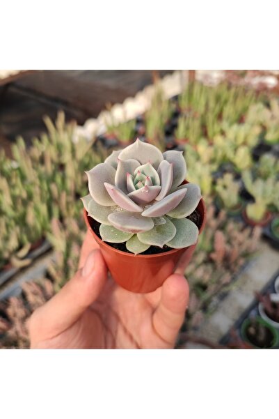 cantropikal Echeveria Lola - Beyaz Renk Muhteşem Formlu