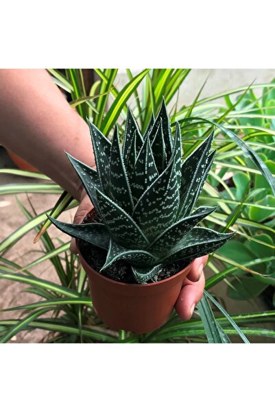 cantropikal Aloe Vera Cosmo Green Pearl - Sukulent