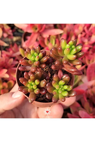 cantropikal Sedum Rubrotinctum, Güneşte Kızaran Sukulent
