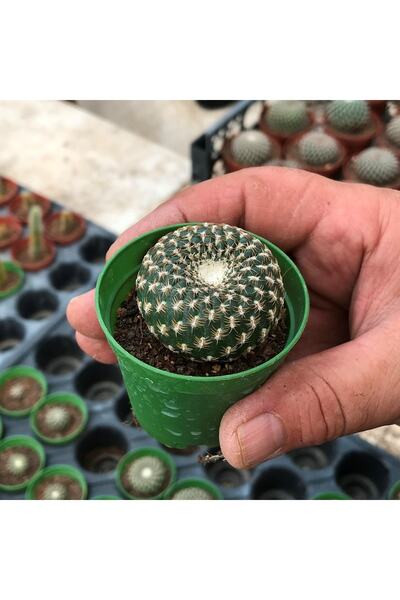 cantropikal Sulcorebutia Arenacea - Sarı Çiçek Açar - Kaktüs