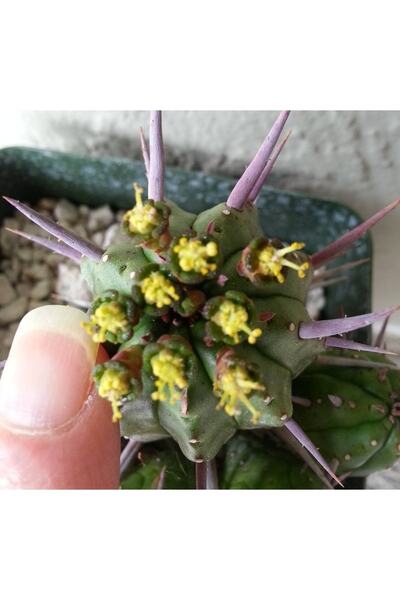 cantropikal Euphorbia Ferox Nadir Tür Kaktüs