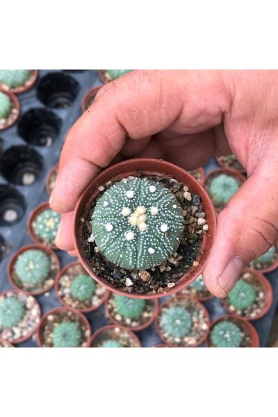 cantropikal Astrophytum Asterias - Kaktüs