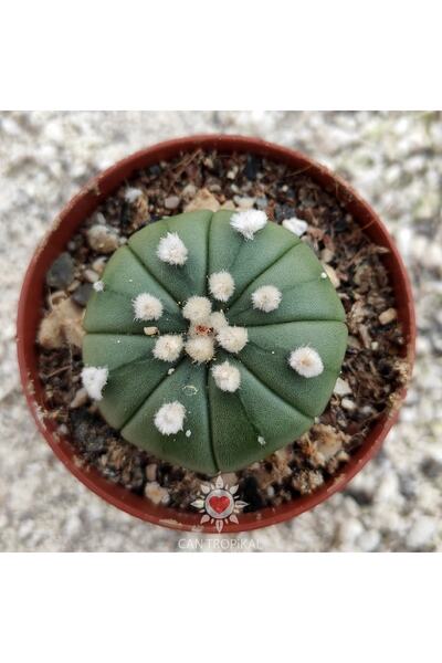 cantropikal Astrophytum Asterias Nudum Mi No:13 Nadir Kaktüs Sukulent