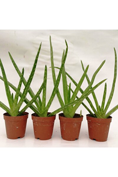 cantropikal 4 Adet Aloe Vera Mini Sarısabır Aloe Barbadensis Miller Sukulent