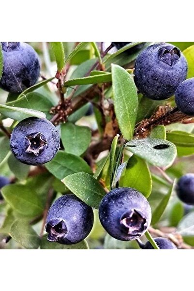 Genel Markalar TÜPLÜ SİYAH MURT(HAMBELES)FİDANI BOY 40-70cm