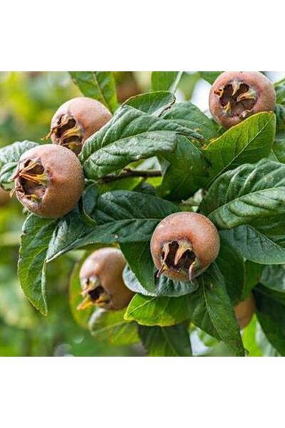 Genel Markalar Tüplü Aşılı Muşmula Fidanı 2 Yaş - 90-110 Cm Boy