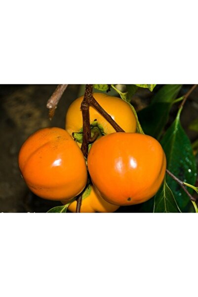 Genel Markalar Tüplü Aşılı Trabzon Hurması Hana Fuyu Fidanı