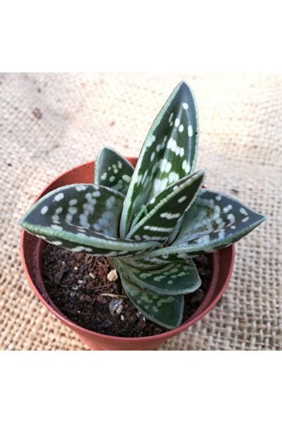 Genel Markalar Aloe Variegata - Tiger Aloe - Sukulent