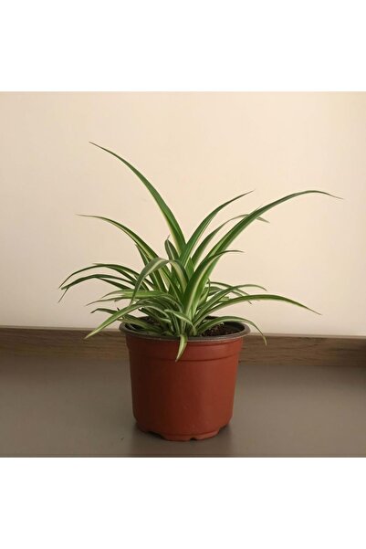 izmur tesbih Saksılı Kurdela Canlı Çiçek