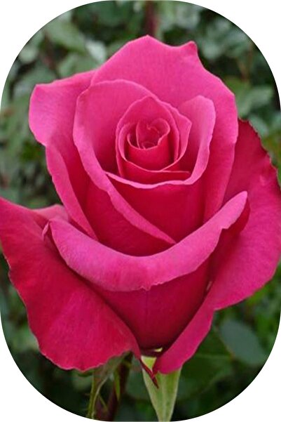 Genel Markalar 1 Adet Gül Fidanı Pembe Saksılı Kokulu Yediveren