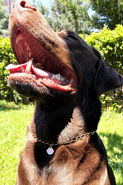 Petella Köpek Boyun Tasması Köpek Tasması Pembe Pati Detaylı Ayarlanabilir Köpek Kolyesi Gold Zincir