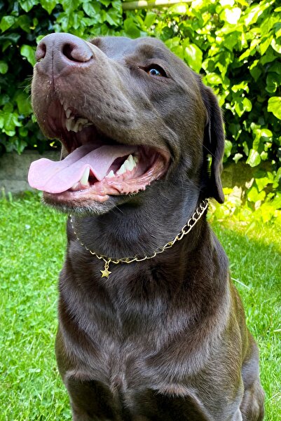 Petella Köpek Boyun Tasması Köpek Tasması Yıldız Detaylı Ayarlanabilir Köpek Kolyesi Gold Zincir
